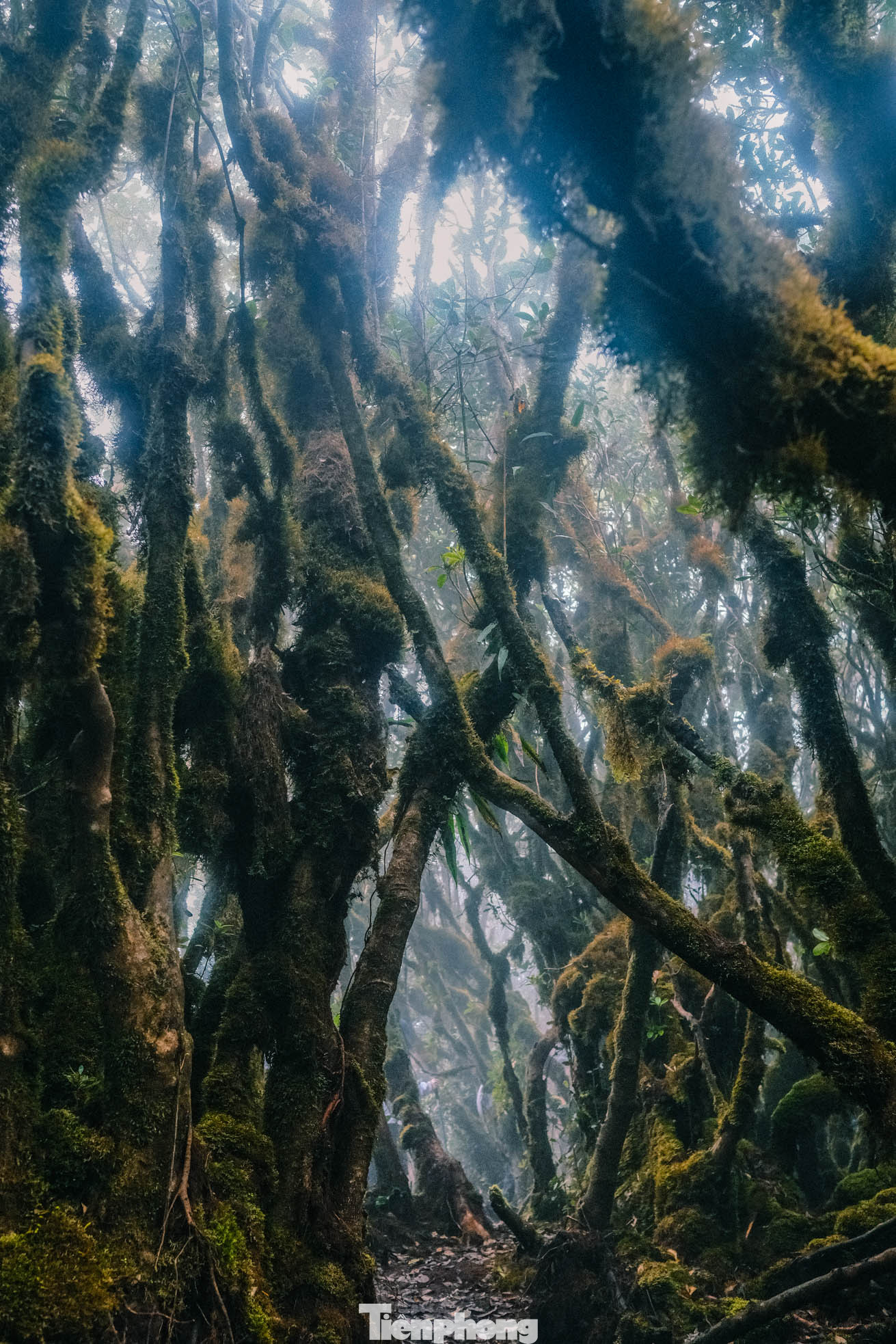 Nhiều đoạn rêu bám kín những loài cây thân mềm xen lẫn loài dây leo chằng chịt vô cùng ấn tượng.