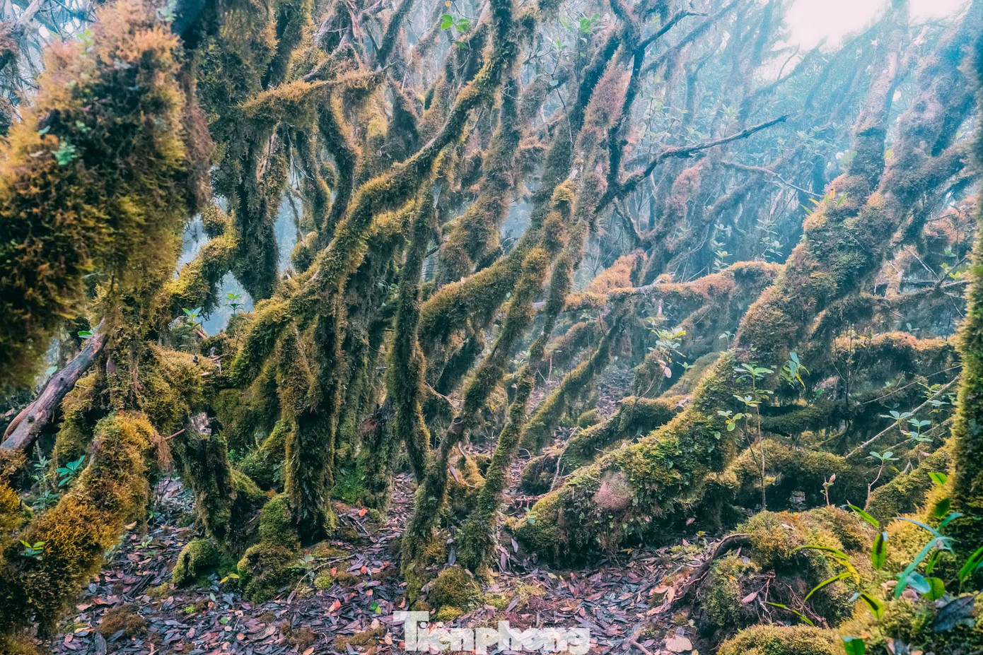 Hầu hết thân cây đều được phủ rêu xanh mướt. Phần rêu phát triển ở nhiều cây còn dày như tấm đệm êm.