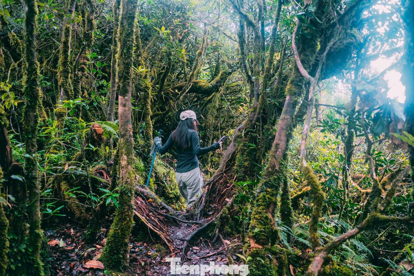 Chẳng biết từ bao giờ, hàng ngàn, hàng vạn cây cối ở đây bị các loài rêu cỏ bám quanh và biến thành một khu "triển lãm" rêu xanh. Có lẽ vì thế, khi người ta khám phá ra khu rừng này, do quá ấn tượng nên đặt hẳn cho nó cái tên riêng "Rừng Rêu".