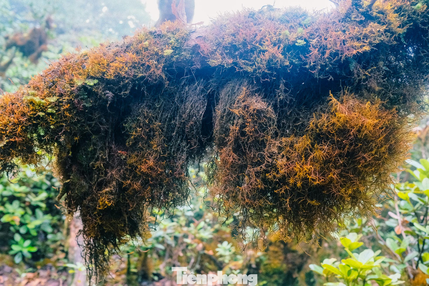 Thảm thực vật trong rừng Tà Xùa hết sức đa dạng và phong phú, với nhiều loại cây cỏ hiếm khi gặp ở nơi khác.