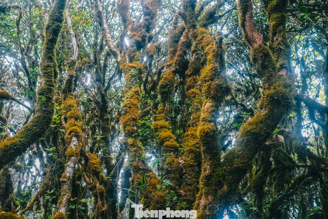 "Khi đặt chân đến gần đỉnh Tà Xùa, mặc dù đã thấm mệt nhưng khi lạc bước vào đoạn rừng rêu ngay lập tức tôi như được thỏa mãn những tưởng tượng của mình về thế giới đầy huyền ảo ma mị ấy. Cả một khu rừng rêu phủ kín, ẩm ướt tưởng như chỉ có trong chuyện cổ tích hiện lên trước mắt. Tôi đã dừng nghỉ ở đoạn rừng rêu này rất lâu và không muốn rời đi", một du khách chia sẻ.