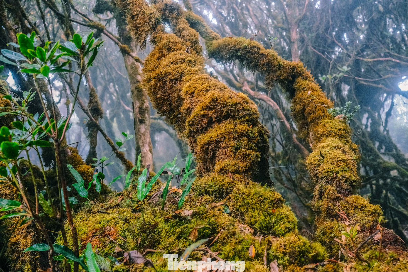 Những loài rêu, cỏ, dương xỉ, phong lan… sống cộng sinh, ký sinh trên thân gỗ, trên cả đá.