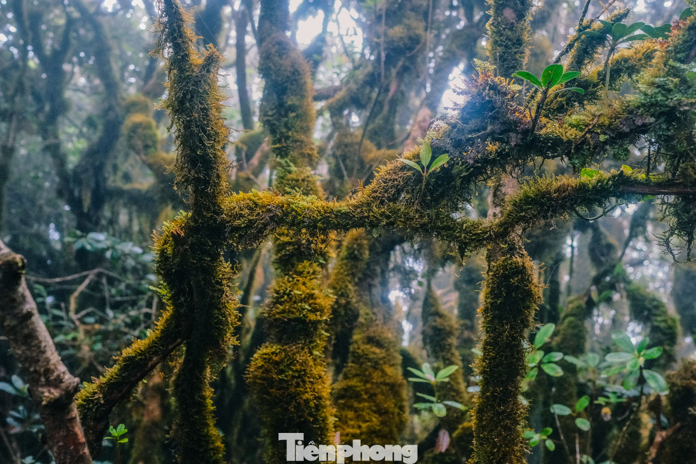 Khu rừng luôn có không khí âm u, ẩm ướt và lạnh. Nhiều lúc mây sương biến thành những trận mưa phùn rả rích. Càng đi sâu và lên độ cao mới, rừng cây rêu càng hiện ra kỳ bí, ma mị.