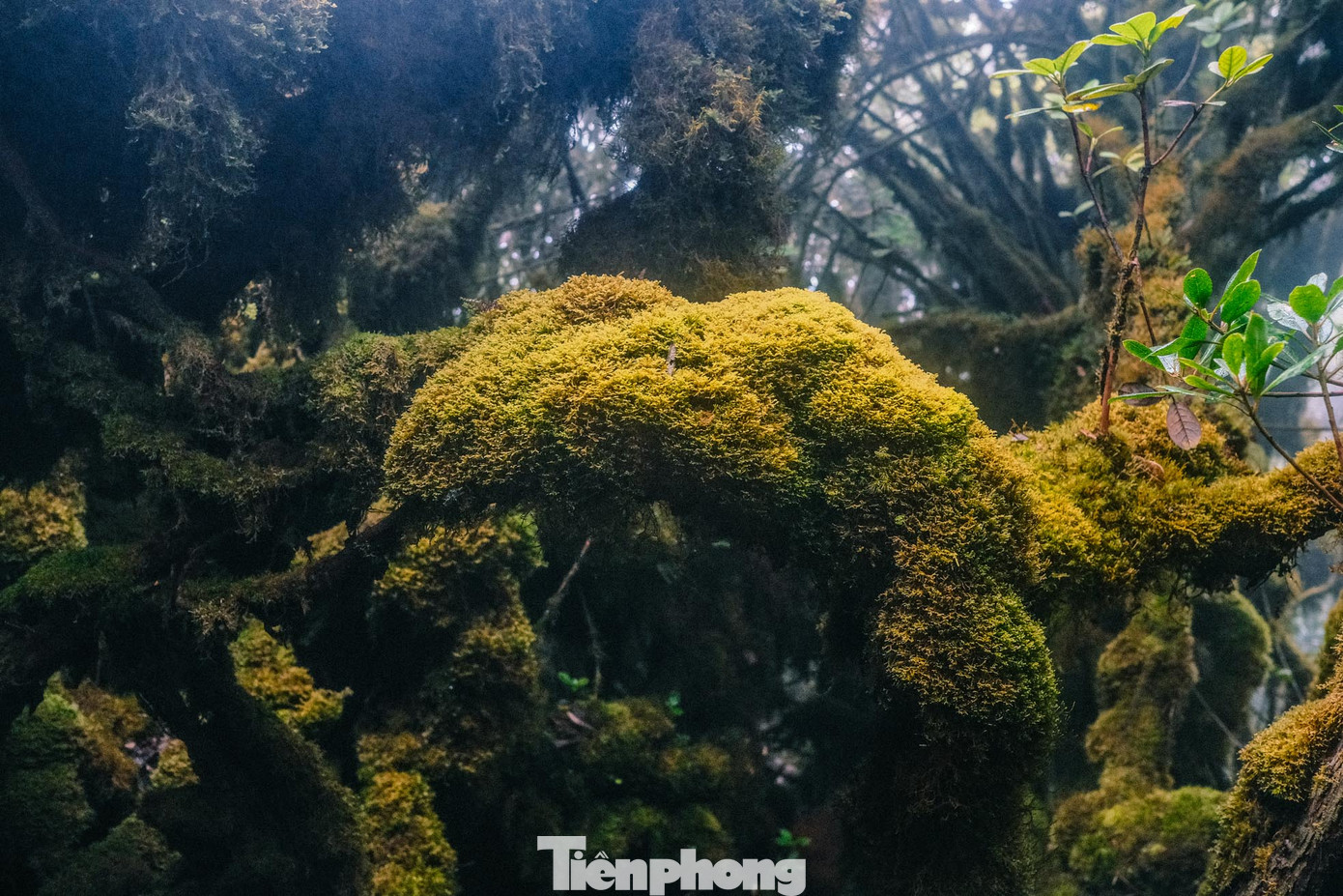 Anh Tỉnh (Trạm Tấu, Yên Bái), là porter dẫn đoàn khách được 6-7 năm chia sẻ: "Từ lúc tôi sinh ra thì khung cảnh ở đây đã đẹp như thế. Khí hậu ở đây luôn trong tình trạng ẩm ướt, ít ánh nắng mặt trời, cây cổ thụ cao nên thảm thực vật bên dưới phát triển nhanh tạo nên khung cảnh như này",