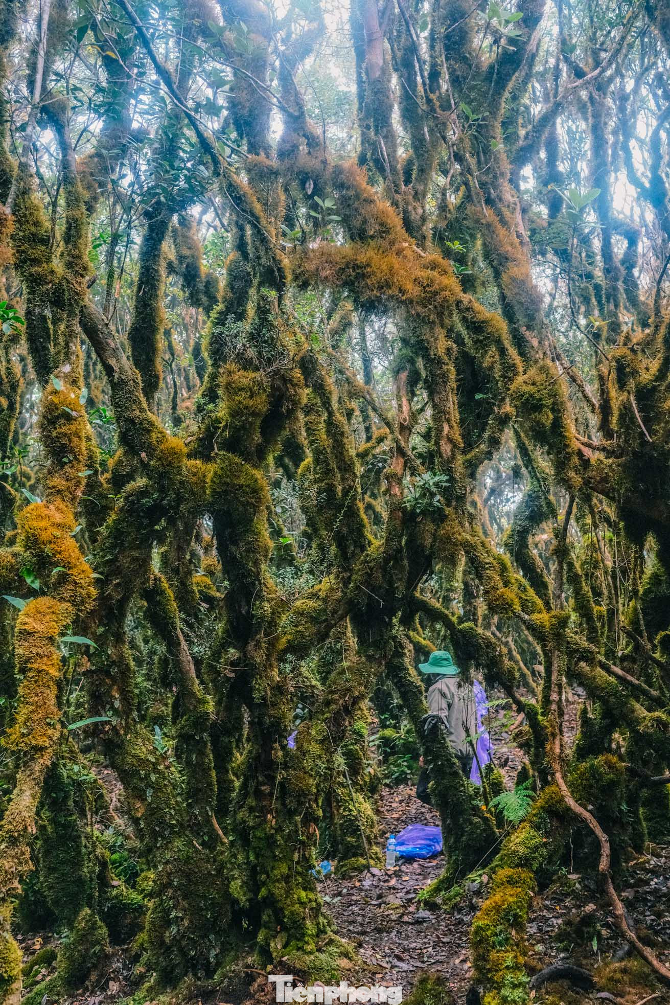 Khu rừng ma mị nằm trong khu bảo tồn thiên nhiên Tà Xùa (xã Bản Công, huyện Trạm Tấu, tỉnh Yên Bái) tại độ cao 2.600m ngay trên chặng đường lên đến đỉnh Tà Xùa. Đây là cung trekking đang phổ biến trong thời gian gần đây.