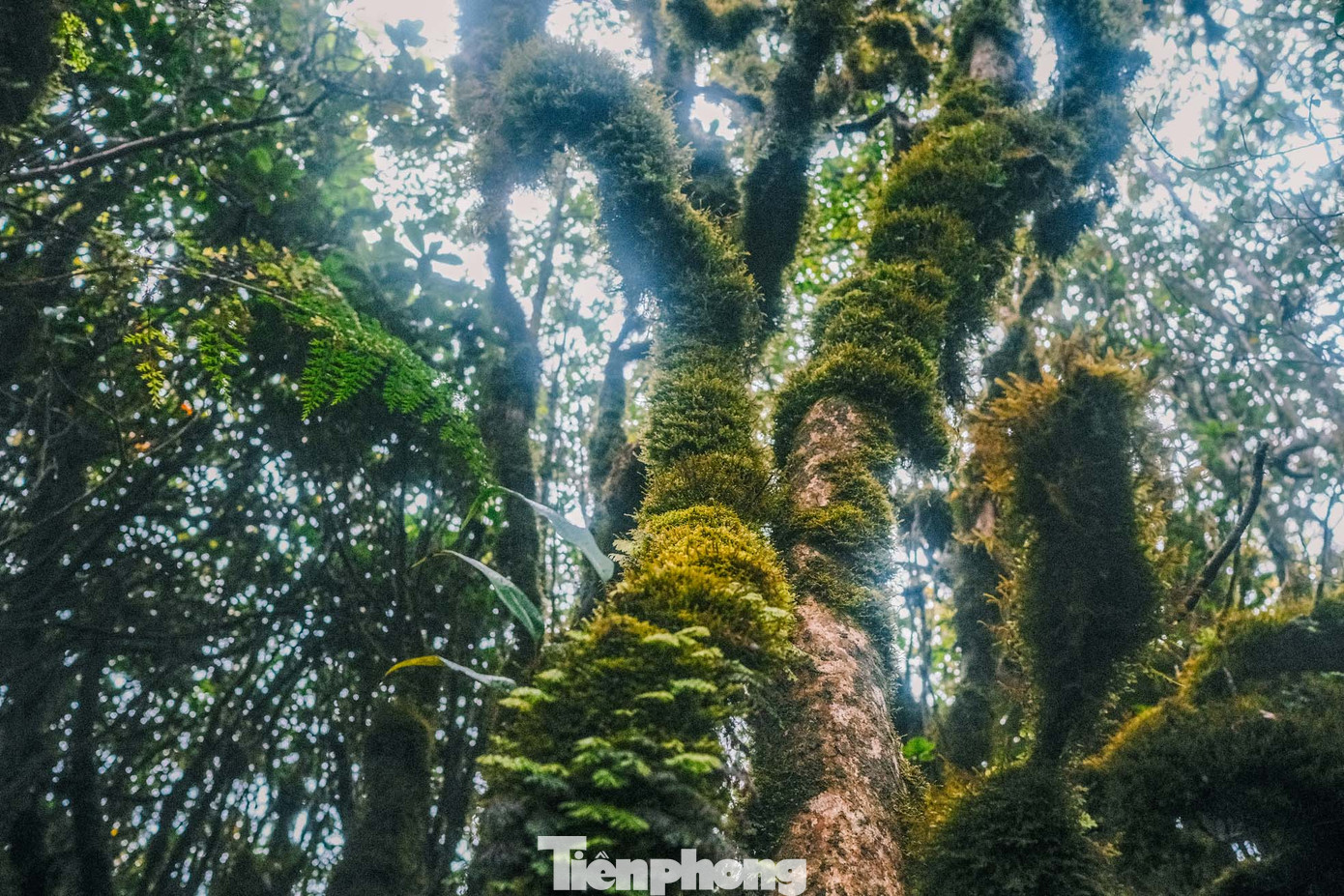 Từ độ cao này, cả một cánh rừng bao la, rộng hàng trăm hecta hiện ra trước mắt mọi người, với loài rêu xanh, thảm thực vật bám trên thân cây, cành lá…