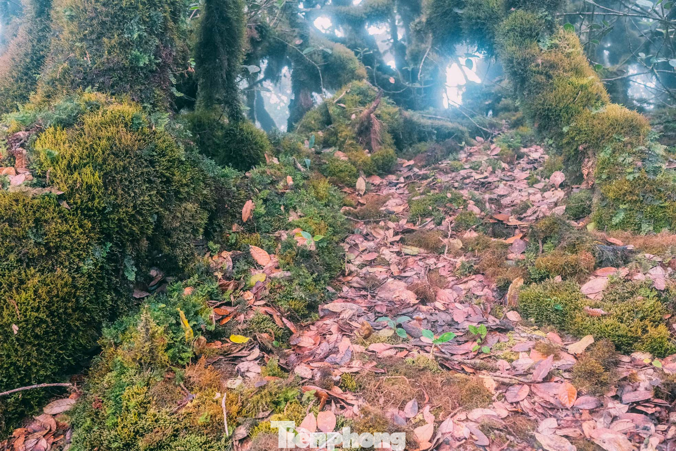 Đường mòn lên núi, hai bên là màu xanh bao la của những vạt rừng già. Ngay dưới chân cũng là những thảm rêu êm ái vẫn còn đọng các giọt nước nhỏ li ti.