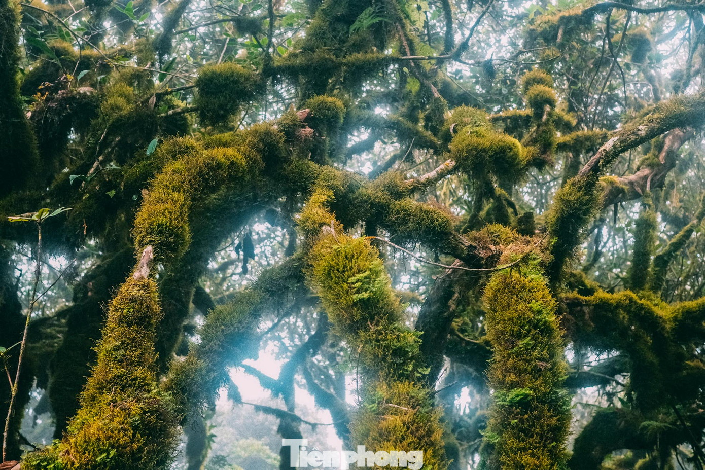 Những khu rừng với thảm thực vật kiểu này rất hiếm ở Việt Nam.