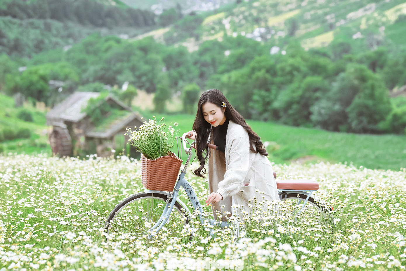 Thay vì chờ đến đúng mùa, chen chúc và đông đúc, vườn cúc họa mi nở sớm được nhiều bạn gái yêu thích và tới chụp ảnh sớm.