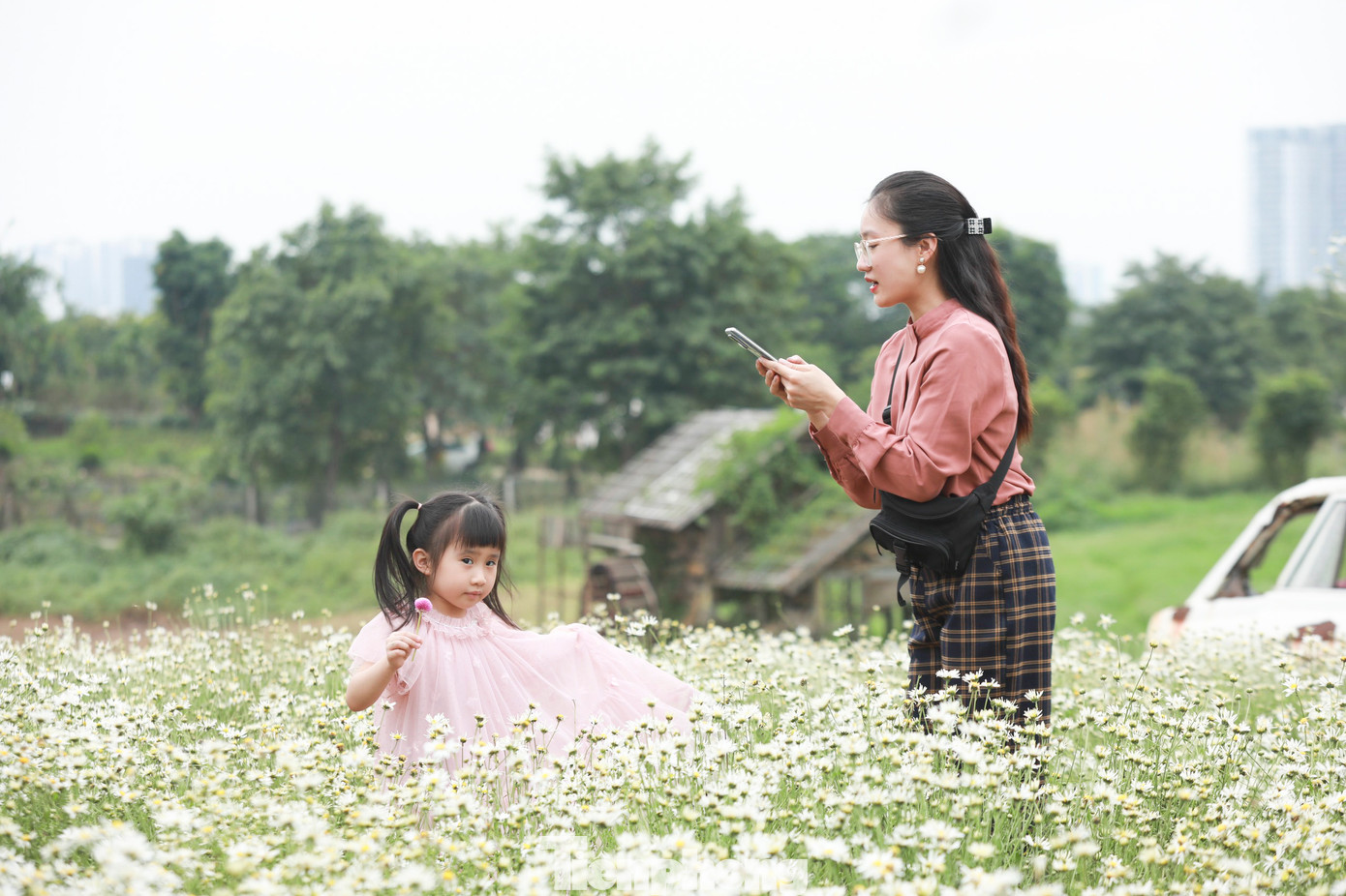 Nhiều trẻ em cũng được phụ huynh đưa đến đây để đón cúc họa mi đầu mùa.