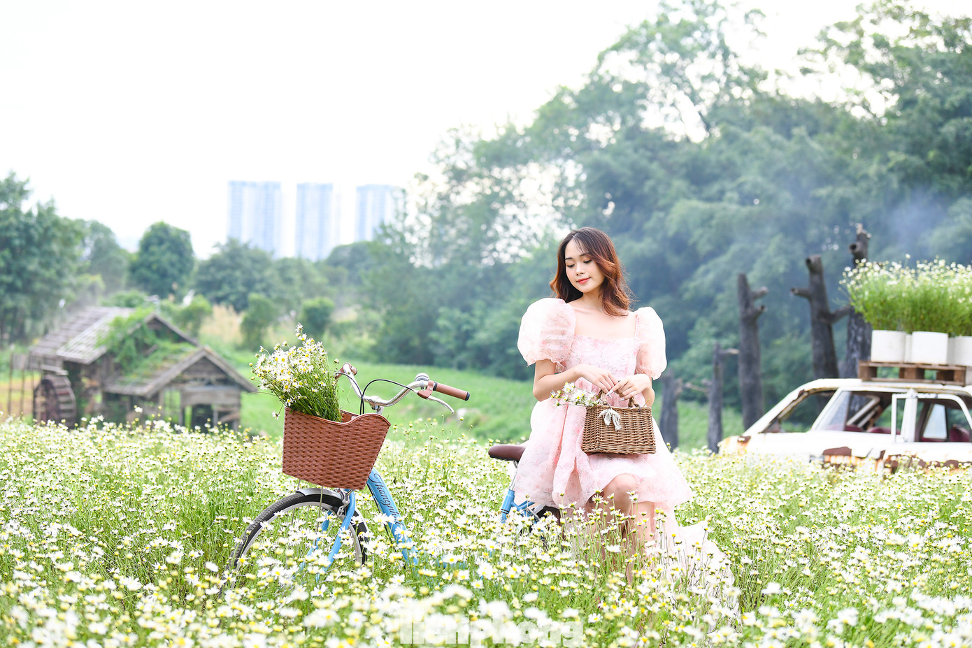 Mùa hoa này thường rất ngắn ngủi. Mỗi mùa cúc họa mi chỉ kéo dài từ 2-3 tuần.