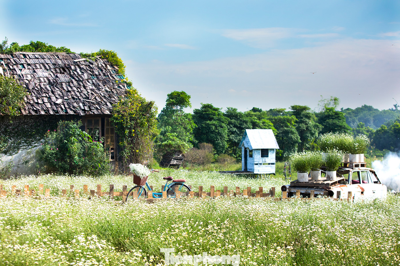 Mặc dù một tháng nữa mới đến mùa hoa cúc họa mi, tuy nhiên khu vực thảo nguyên hoa Long Biên (đường Thạch Cầu, Long Biên) đã có không gian tràn ngập sắc trắng tinh khôi của loại hoa này. Nhiều thiếu nữ Hà thành đã tìm đến đây để chụp ảnh khoe sắc bên hoa.