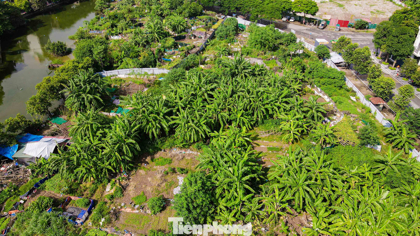 Theo ghi nhận của PV, ô đất được quây tôn kín mít, bên trong cỏ cây mọc um tùm, được các hộ dân sinh sống tận dụng thành nơi trồng rau.