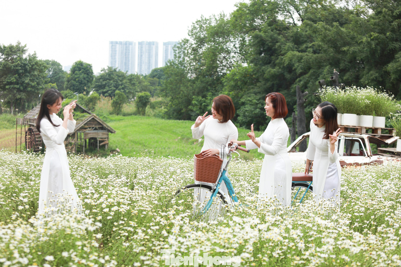 Đoàn chị em thả dáng trên cánh đồng cúc họa mi.