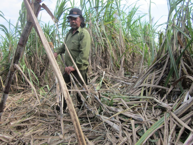 Nhiều diện tích hoa màu bị phá. Nhiều diện tich hoa màu bị phá