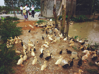 Nhiều hộ dân đang chuyển hướng sang chăn nuôi gia cầm Ảnh: P. Anh