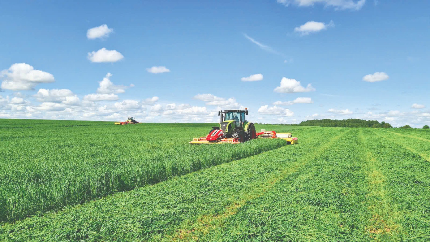 Thu hoạch cỏ trên cánh đồng nguyên liệu