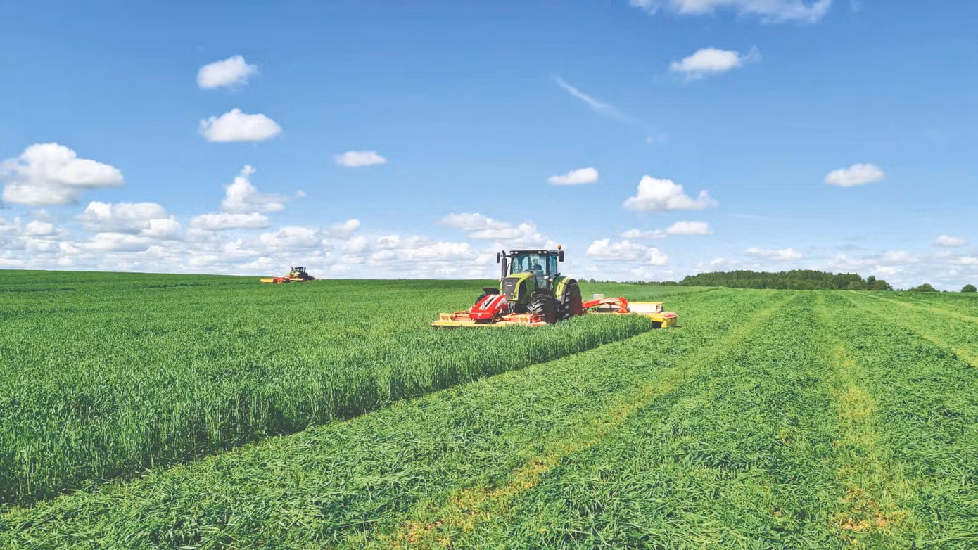 Thu hoạch cỏ trên cánh đồng nguyên liệu