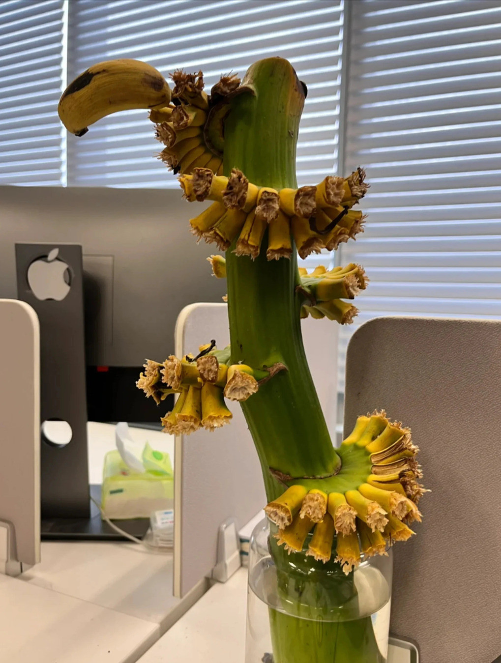 Việc chia sẻ những quả chuối chín cũng giúp cải thiện mối quan hệ với đồng nghiệp ở nơi làm việc. Ảnh: Xiaohongshu Việc chia sẻ những quả chuối chín cũng giúp cải thiện mối quan hệ với đồng nghiệp ở nơi làm việc. Ảnh: Xiaohongshu