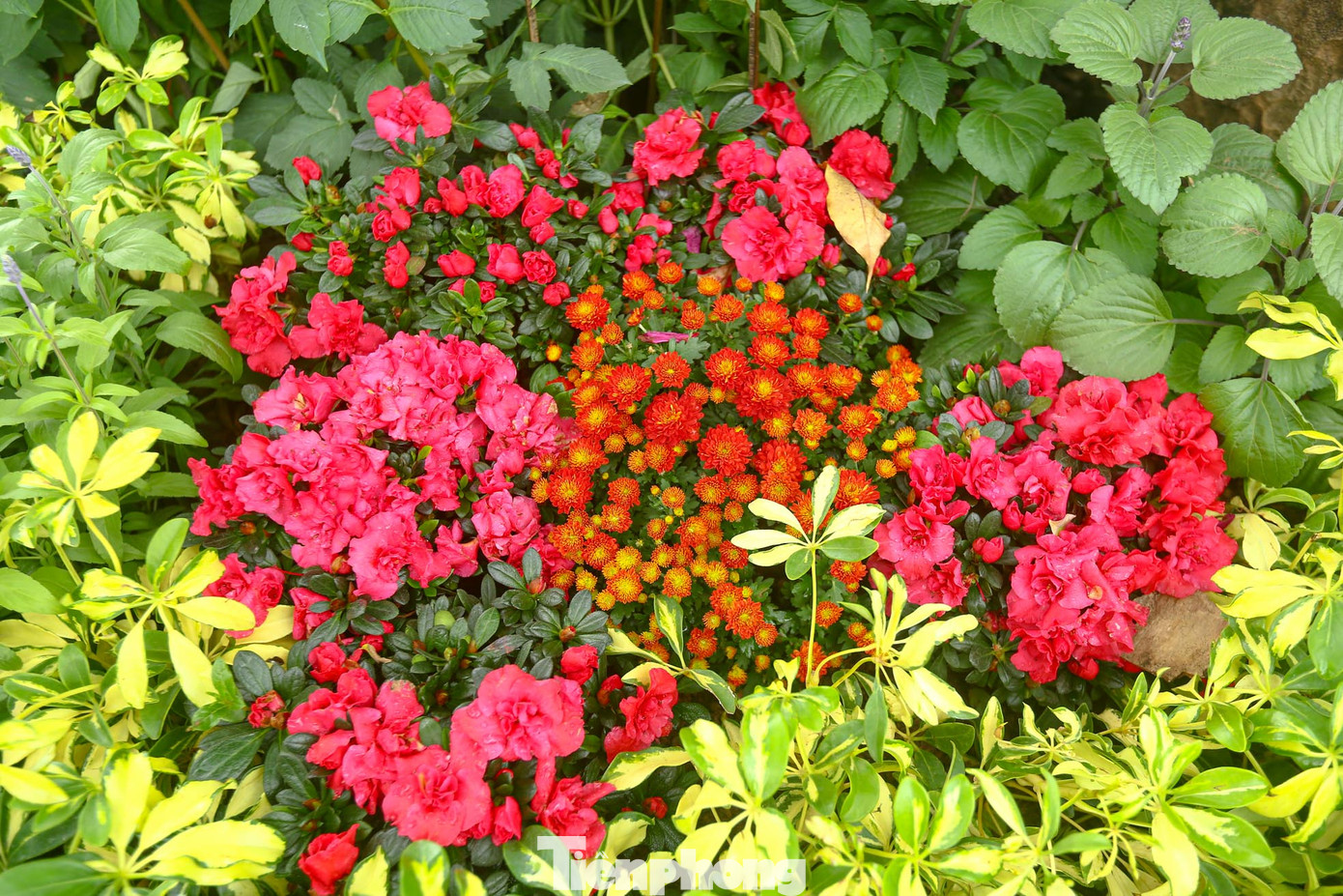 Tại 19 ô thảm hoa được trang trí nhiều sắc màu đan xen như hoa hồng, thược dược, đồng tiền, cúc Nam Phi, cúc thân gỗ, cúc lá nho, violet, cúc đại đóa..., để phục vụ Tết Âm lịch.