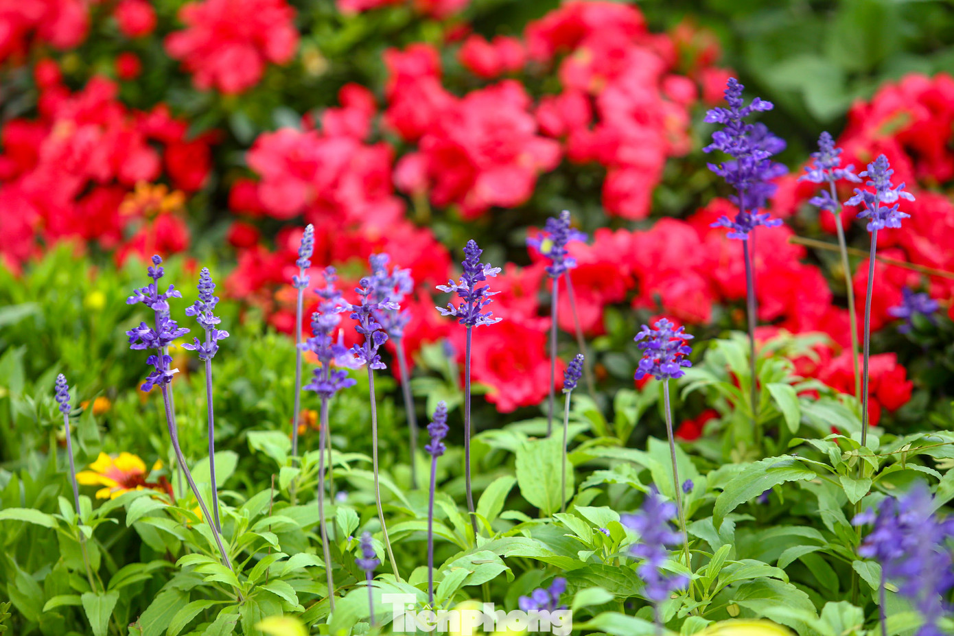 Tại 19 ô thảm hoa được trang trí nhiều sắc màu đan xen như hoa hồng, thược dược, đồng tiền, cúc Nam Phi, cúc thân gỗ, cúc lá nho, violet, cúc đại đóa..., để phục vụ Tết Âm lịch.