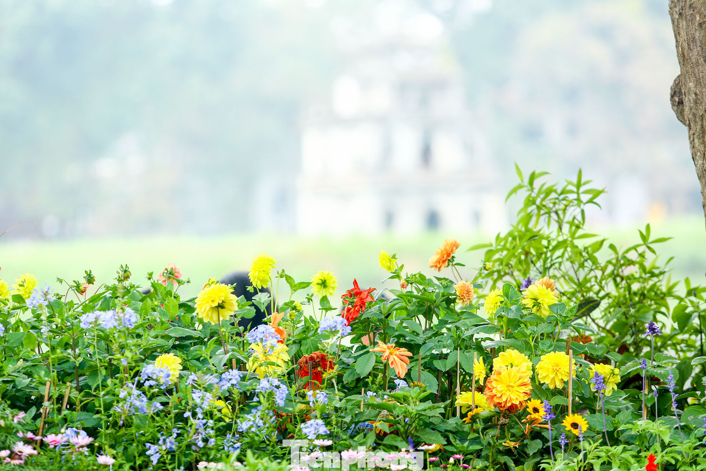 Tại 19 ô thảm hoa được trang trí nhiều sắc màu đan xen như hoa hồng, thược dược, đồng tiền, cúc Nam Phi, cúc thân gỗ, cúc lá nho, violet, cúc đại đóa..., để phục vụ Tết Âm lịch.