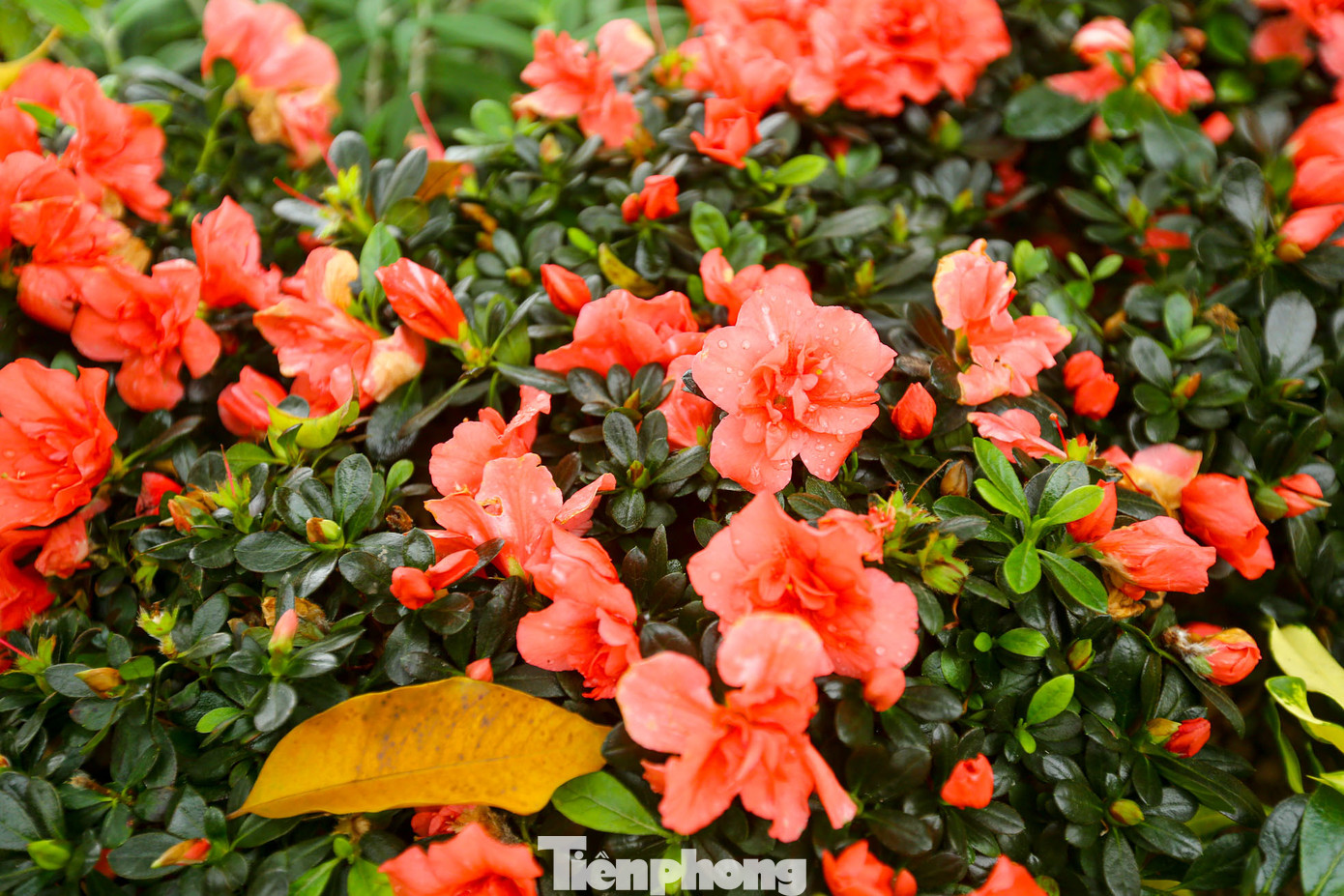 Tại 19 ô thảm hoa được trang trí nhiều sắc màu đan xen như hoa hồng, thược dược, đồng tiền, cúc Nam Phi, cúc thân gỗ, cúc lá nho, violet, cúc đại đóa..., để phục vụ Tết Âm lịch.