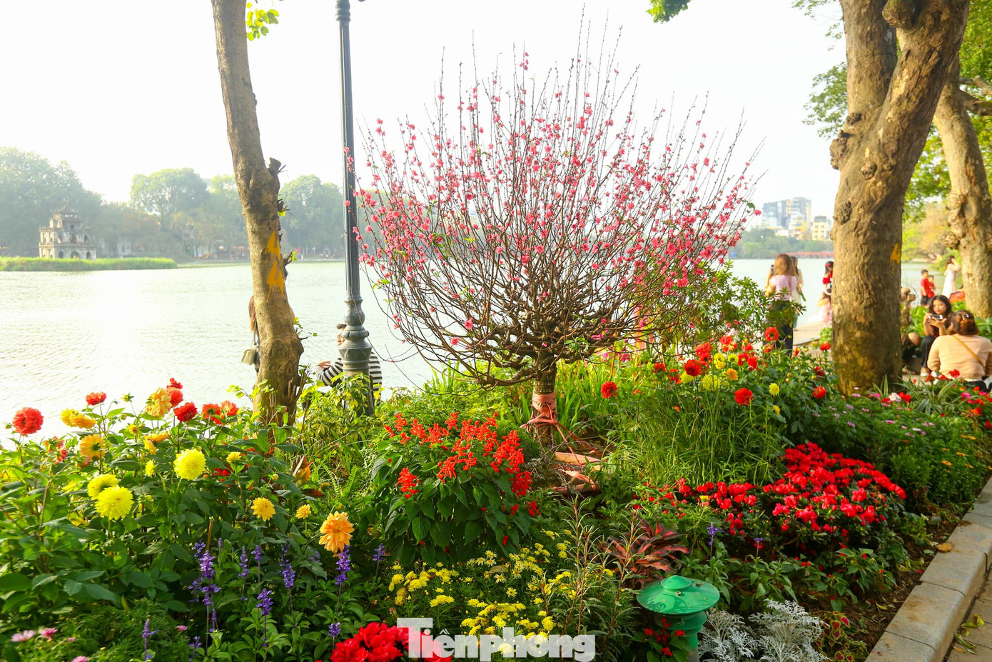 Được biết xung quanh hồ Hoàn Kiếm được trang trí hơn 50 cây đào Nhật Tân dáng tròn ngay tại giữa vị trí các bồn hoa để phục vụ Tết Nguyên đán 2024.