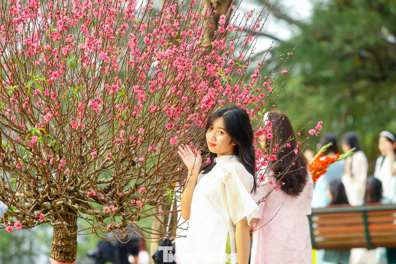 Thiếu nữ thi nhau thả dáng với áo dài bên cạnh những cây đào tại hồ