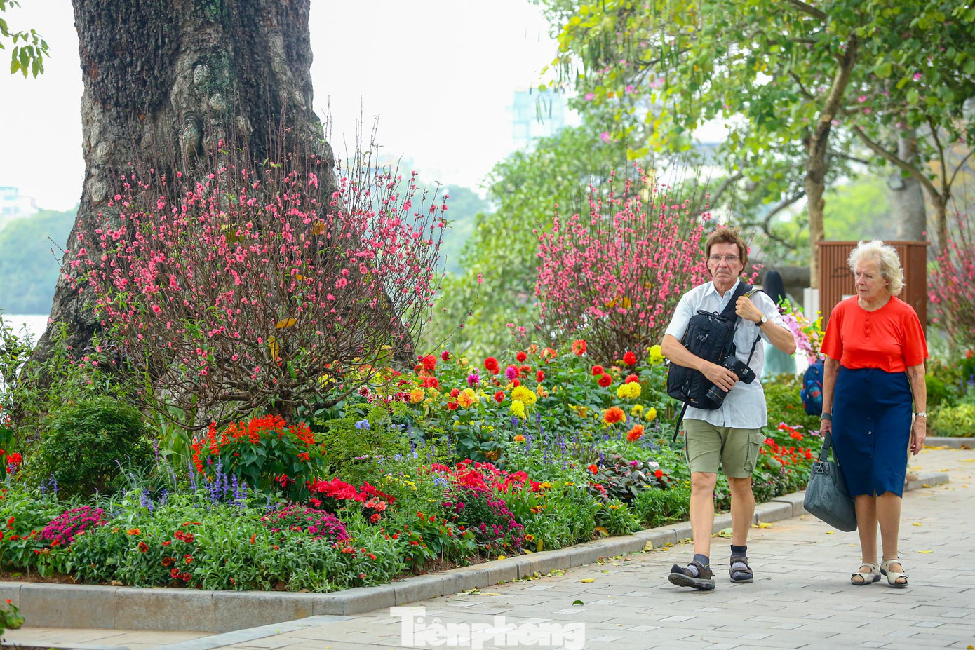Được biết xung quanh hồ Hoàn Kiếm được trang trí hơn 50 cây đào Nhật Tân dáng tròn ngay tại giữa vị trí các bồn hoa để phục vụ Tết Nguyên đán 2024.