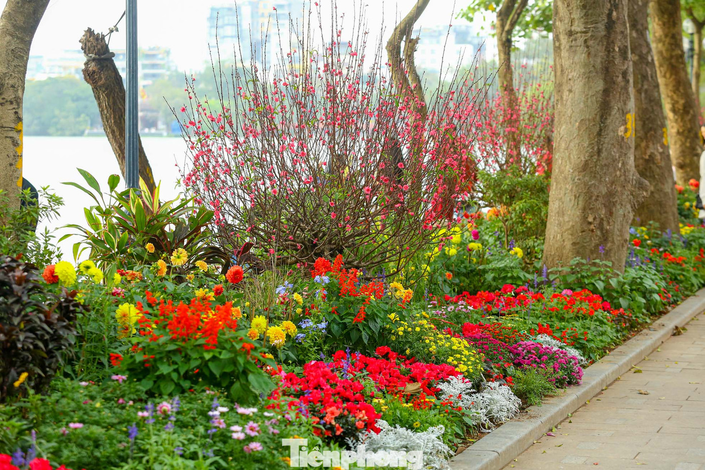 Được biết xung quanh hồ Hoàn Kiếm được trang trí hơn 50 cây đào Nhật Tân dáng tròn ngay tại giữa vị trí các bồn hoa để phục vụ Tết Nguyên đán 2024.