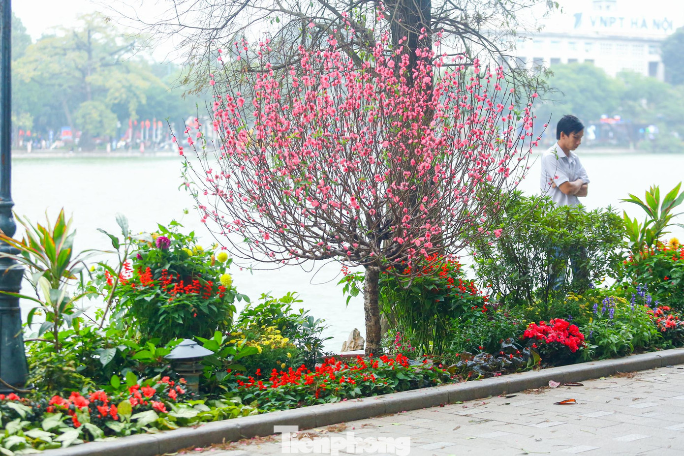 Được biết xung quanh hồ Hoàn Kiếm được trang trí hơn 50 cây đào Nhật Tân dáng tròn ngay tại giữa vị trí các bồn hoa để phục vụ Tết Nguyên đán 2024.