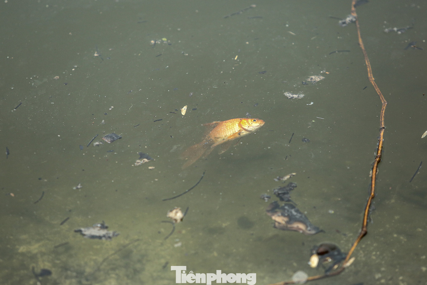 Cá chép vàng chết ngay khi được thả xuống mặt hồ dưới lớp tro hương.