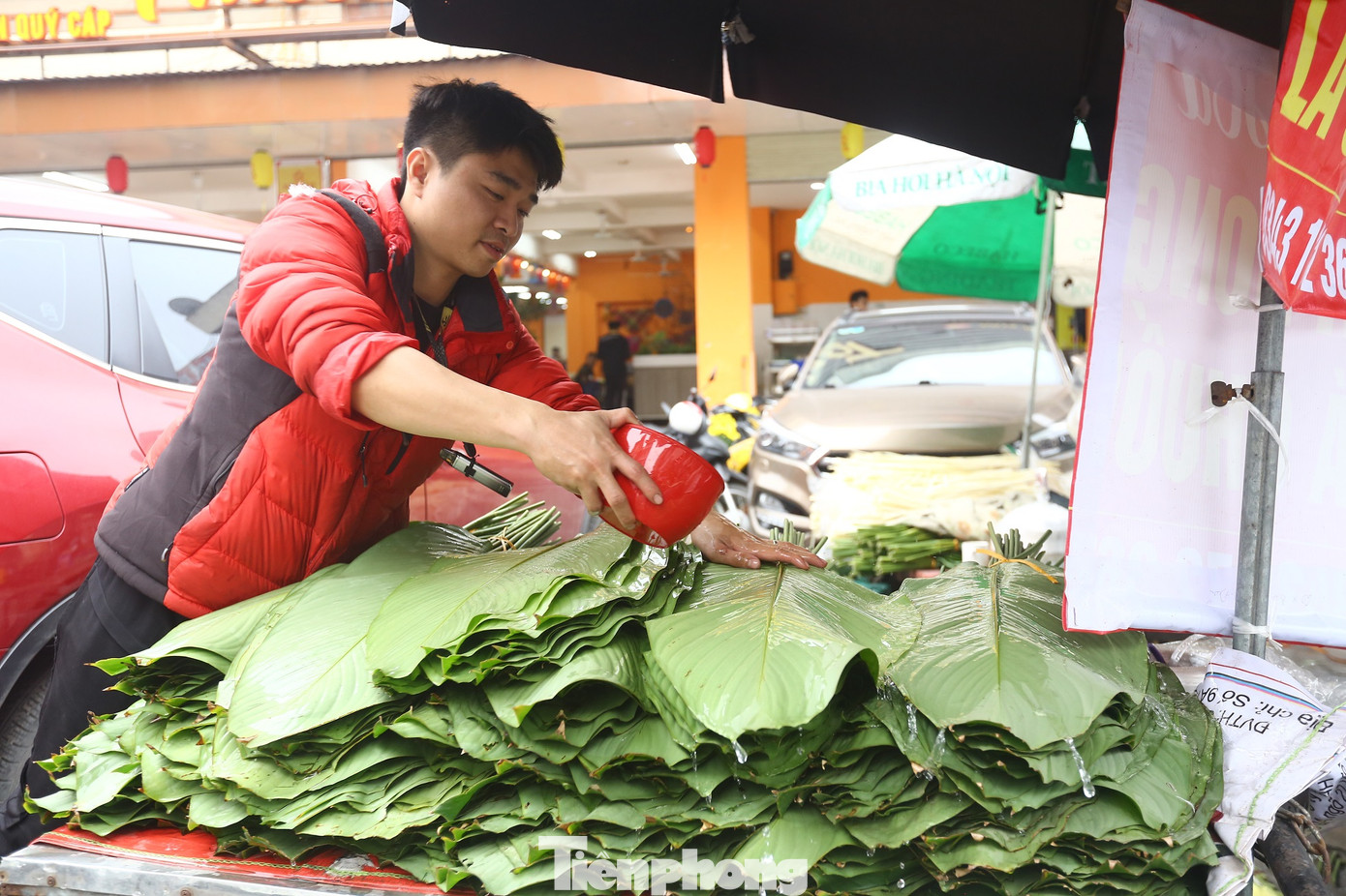 Thương lái thường xuyên phải tưới nước để lá không bị khô.