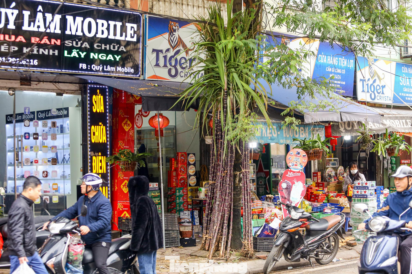 "Mía lộc" dựng sẵn chờ người mua trên đường Lạc Long Quân.