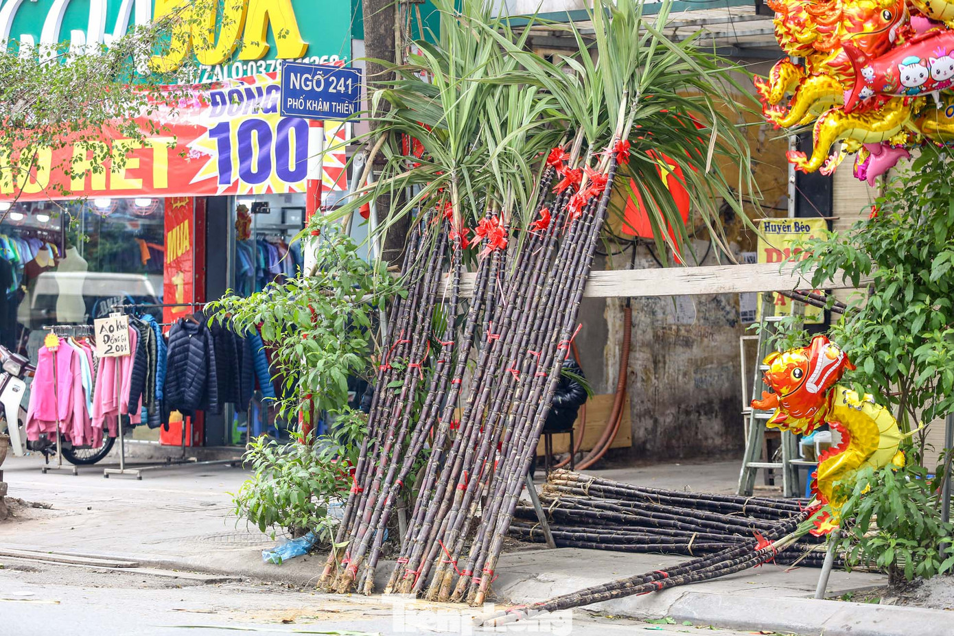 Từ sáng sớm, mía lộc được vận chuyển vào nội thành Hà Nội từ vùng ngoại ô.