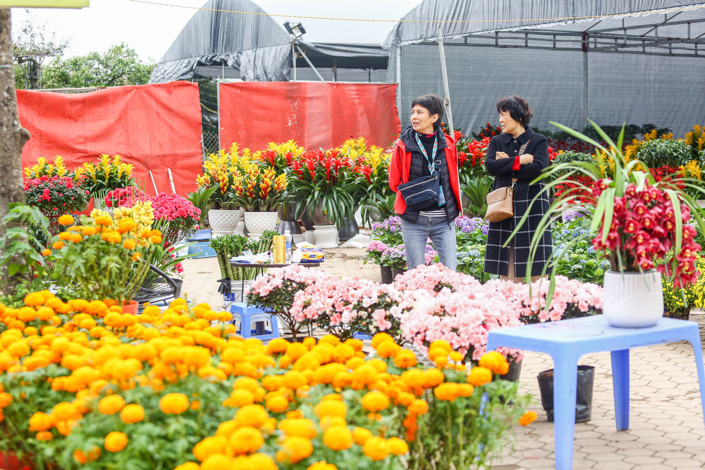 Tại chợ hoa Tết Cổ Linh (quận Long Biên), nhiều loại cây cảnh được trồng, chăm sóc, cắt tỉa công phu phục vụ nhân dân mua sắm dịp Tết. Nhiều loại hoa ở khắp các vùng thuộc miền Bắc, miền Nam và miền Trung được hội tụ, đua nhau khoe sắc rực rỡ, khiến cho không khí mùa xuân mới như đến rất gần. Tại chợ hoa Tết Cổ Linh (quận Long Biên), nhiều loại cây cảnh được trồng, chăm sóc, cắt tỉa công phu phục vụ nhân dân mua sắm dịp Tết. Nhiều loại hoa ở khắp các vùng thuộc miền Bắc, miền Nam và miền Trung được hội tụ, đua nhau khoe sắc rực rỡ, khiến cho không khí mùa xuân mới như đến rất gần.