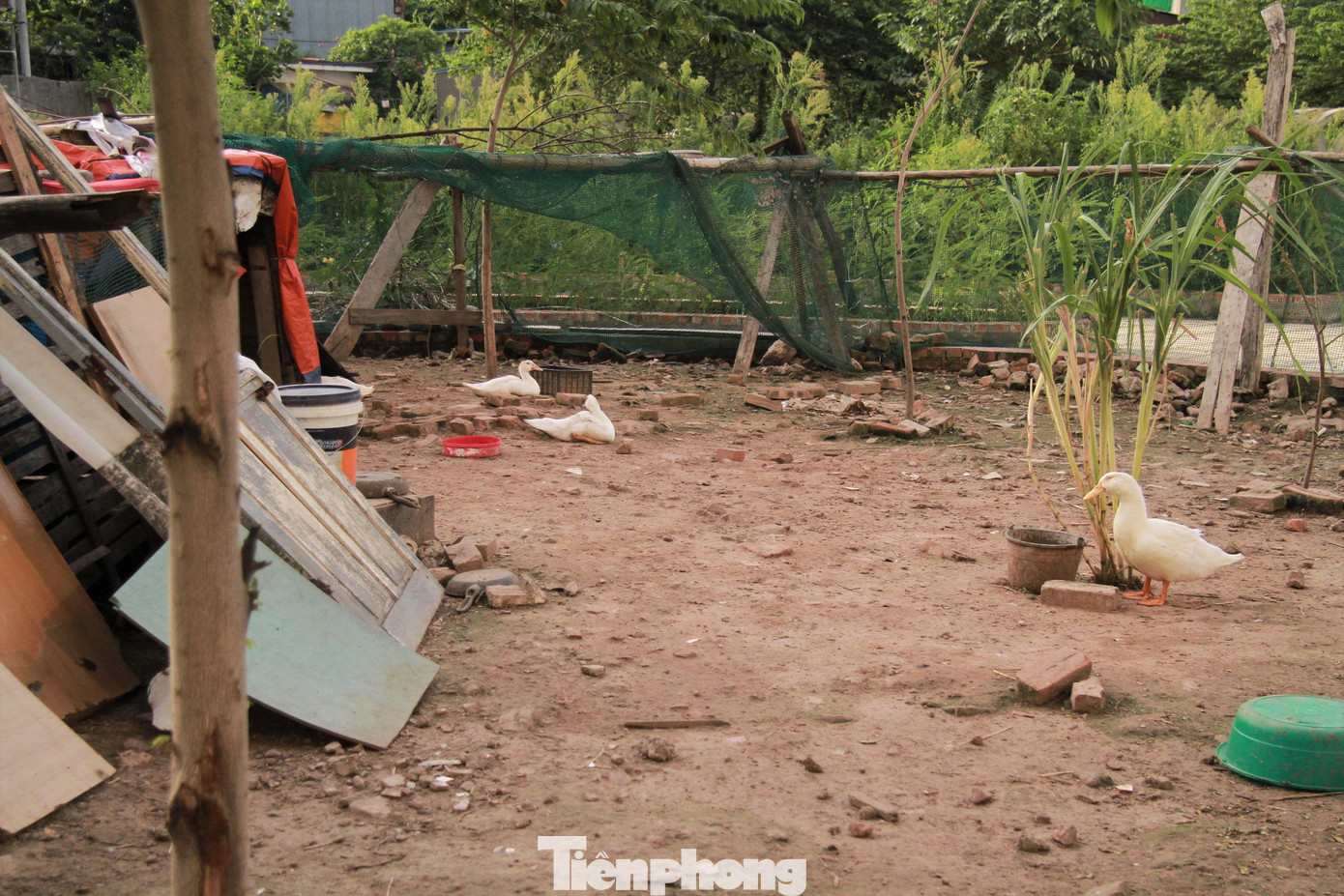 Cô Nguyễn Thị Hoan (phường Trần Phú, quận Hoàng Mai) cho biết: “Mấy hôm trước tôi vẫn thấy có người đến xem nhà, thỉnh thoảng vẫn có các thợ đến sữa chữa nhưng vài ba hôm lại mất hút không thấy động tĩnh gì nữa cả. Diện tích đất chỗ để làm vườn hoa cũng để trống không làm gì, nên mấy hộ xung quanh đây tận dụng nuôi gà, nuôi vịt để tăng gia sản xuất thêm”.