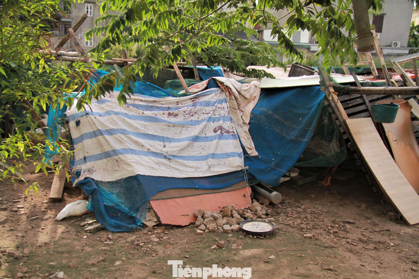 Khu vực vườn hoa trung tâm của dự án nhà tái định cư được người dân tận dụng làm chỗ nuôi thả gà vịt.