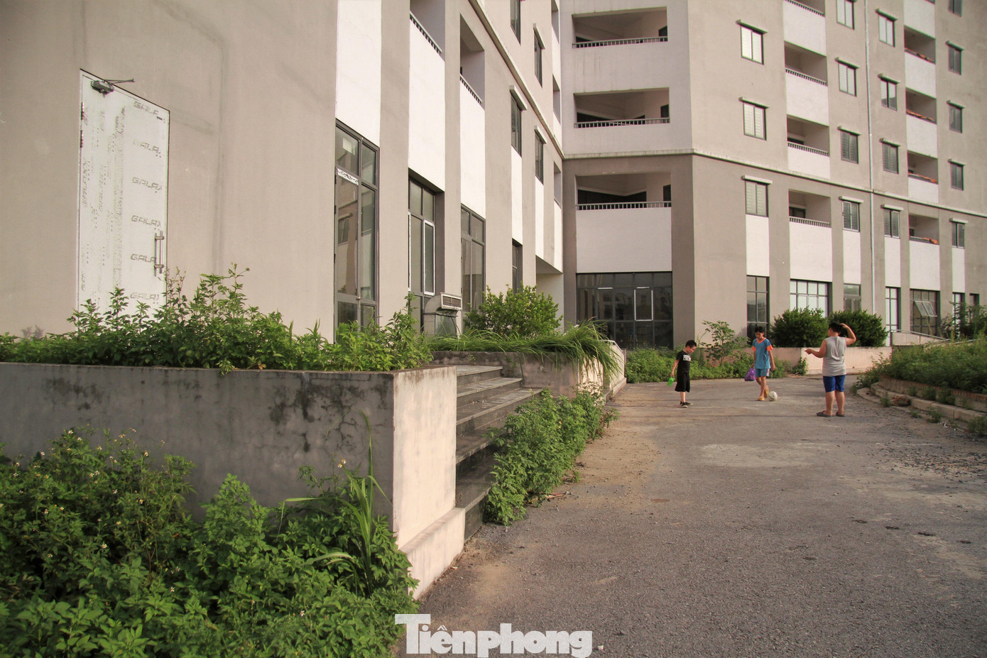 Nhiều diện tích khác trong dự án đang bỏ hoang, để cỏ mọc ùm tùm.