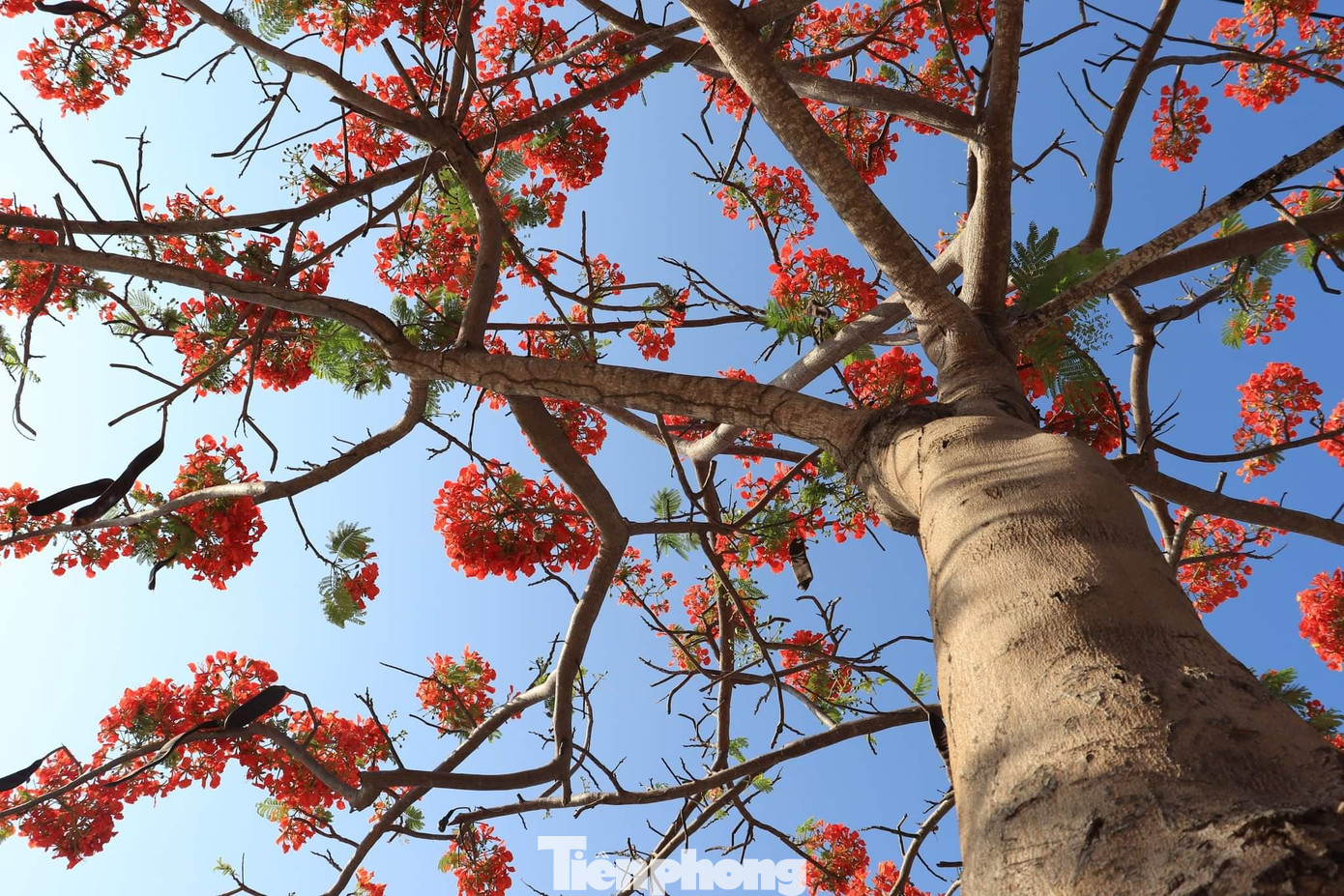 Vào dịp tháng 5, đường Lương Văn Nho (Cần Giờ) lại rực rỡ sắc hoa phượng vĩ.