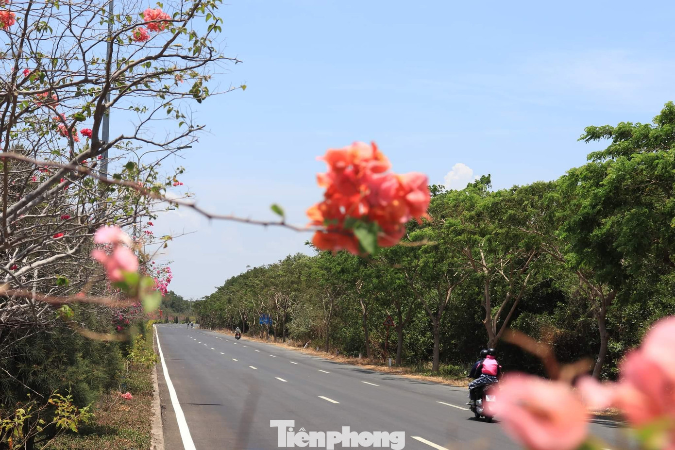 Bạn Lê Như Nghĩa (TPHCM) chia sẻ: “Đi hết đường rừng Sác mới hết hoa giấy, có nhiều loại hoa giấy khắp cung đường này với đầy đủ sắc màu rất đẹp mắt&quot;.