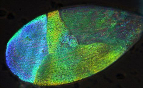 Cận cảnh lớp vảy cứng tạo hiệu ứng màu như kim cương. Cận cảnh lớp vảy cứng tạo hiệu ứng màu như kim cương