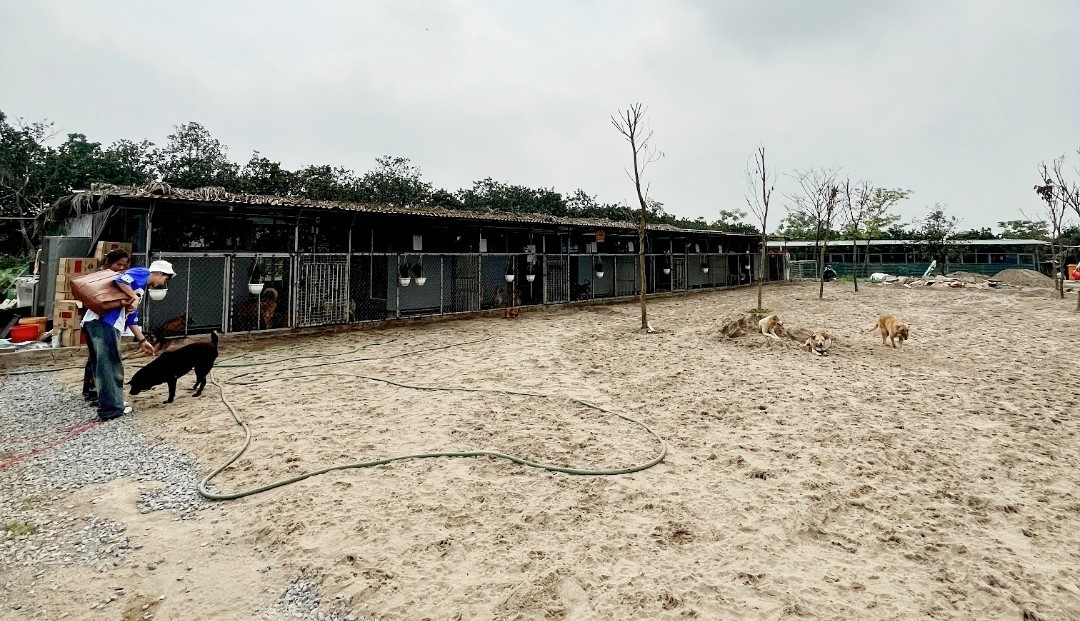 Trạm cứu hộ Sân nhà nhiều chó - Nơi cưu mang chó, mèo bị bỏ rơi. Trạm cứu hộ Sân nhà nhiều chó - Nơi cưu mang chó, mèo bị bỏ rơi.