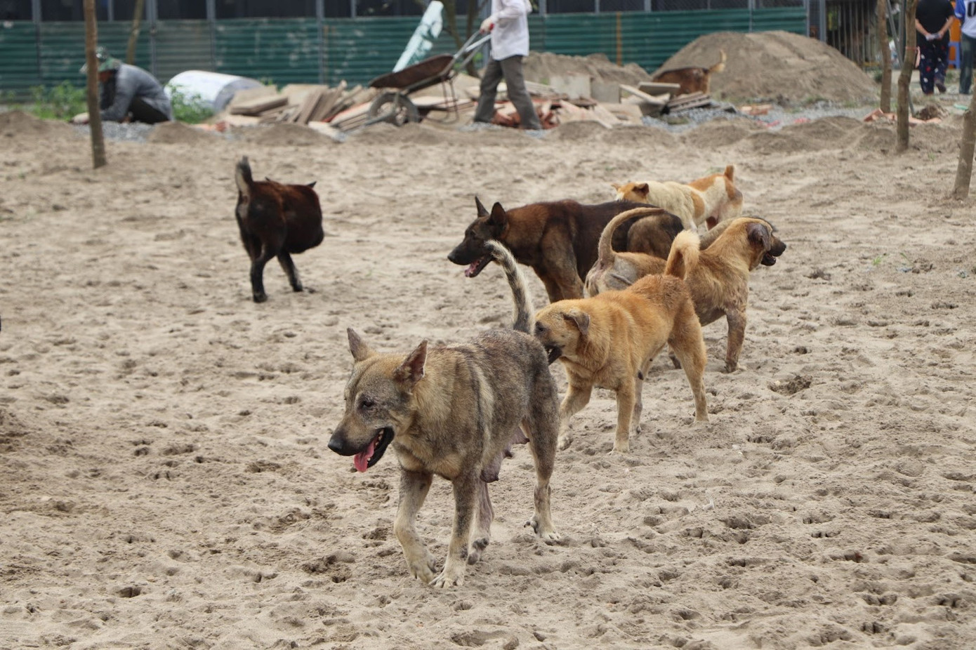 Hình ảnh các chú chó đã được Sân Nhà Nhiều Chó nhận nuôi. Hình ảnh các chú chó đã được Sân Nhà Nhiều Chó nhận nuôi.
