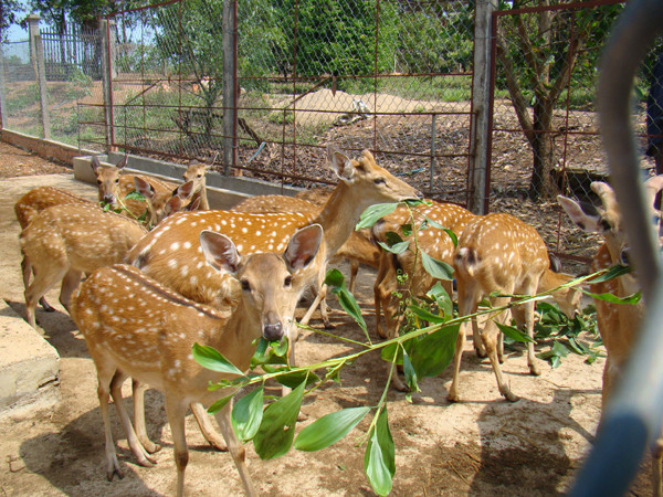 Đàn hươu sao của một hộ dân xã Hiếu Liêm	Ảnh: Đ.M