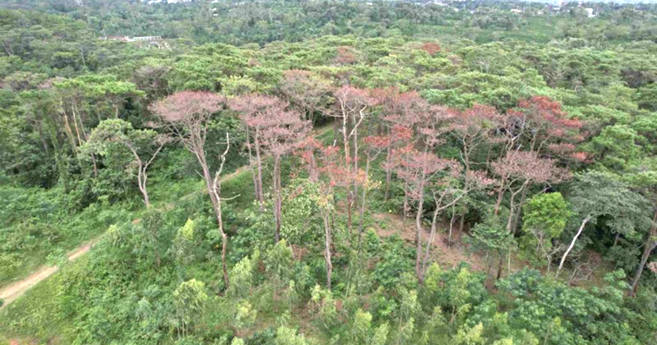 Với mục đích lấn chiếm đất, rừng thông phòng hộ ở huyện Hướng Hóa đã bị các đối tượng xấu làm cây chết dần. Ảnh: LHT Với mục đích lấn chiếm đất, rừng thông phòng hộ ở huyện Hướng Hóa đã bị các đối tượng xấu làm cây chết dần. Ảnh: LHT