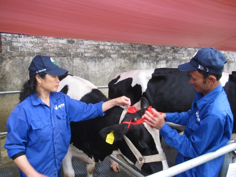 Các cô bò được sấy, chải cho lông mượt, thắt nơ trước khi vào trình diễn