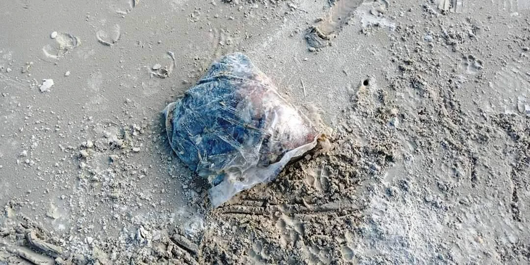 Nhiều túi đựng thịt thối dạt vào bờ biển Thừa Thiên Huế ảnh 2