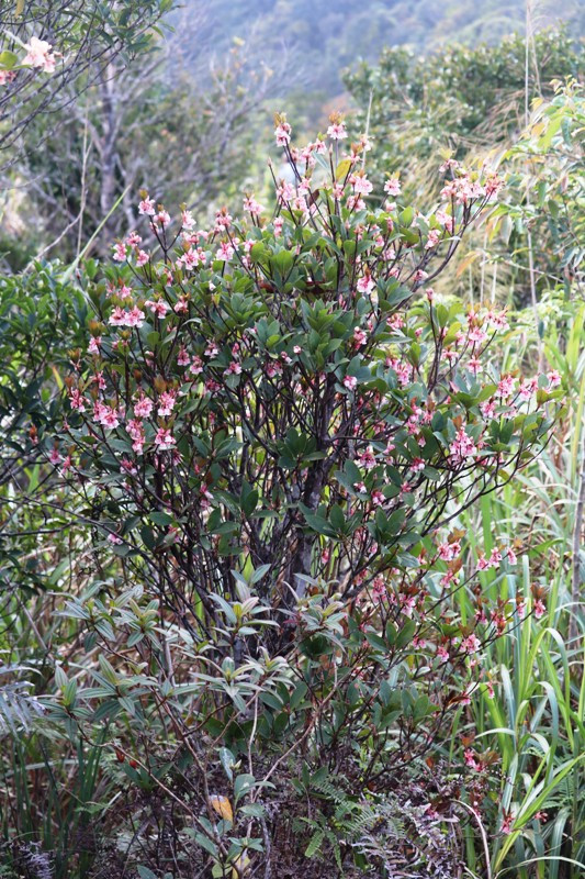 Khám phá vườn đỗ quyên hiếm, lạ trên độ cao hơn 1.400 mét ảnh 10